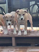 Daisy, a female American Bully and American Pit Bull Terrier for sale in Upper Marlboro, MD – 6 of 7
