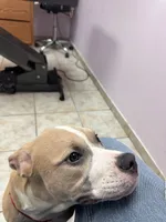Delilah, a female American Bully and American Pit Bull Terrier for sale in Upper Marlboro, MD – 2 of 6