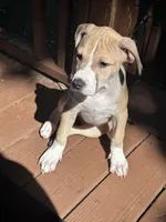Daisy, a female American Bully and American Pit Bull Terrier for sale in Upper Marlboro, MD – 5 of 7