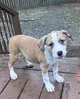 Sasha, a female American Bully and American Pit Bull Terrier for sale in Upper Marlboro, MD – 2 of 5