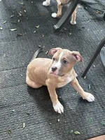 Daphne, a female American Bully and American Pit Bull Terrier for sale in Upper Marlboro, MD – 3 of 3
