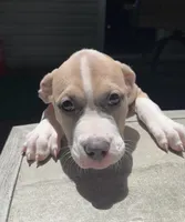 Delilah, a female American Bully and American Pit Bull Terrier for sale in Upper Marlboro, MD – 2 of 4
