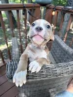 Daphne, a female American Bully and American Pit Bull Terrier for sale in Upper Marlboro, MD – 3 of 5