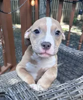 Daphne, a female American Bully and American Pit Bull Terrier for sale in Upper Marlboro, MD – 1 of 5