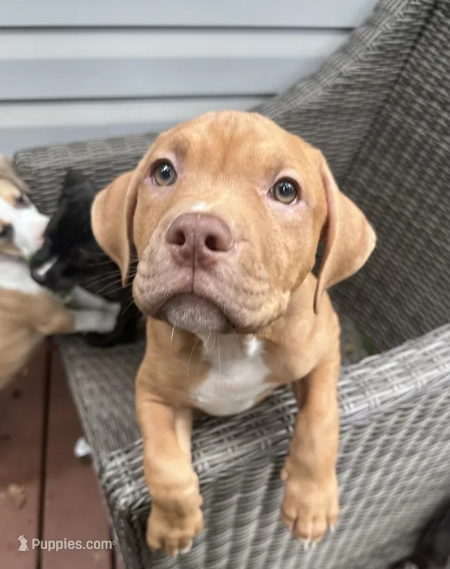 Chunk – American Bully, American Pit Bull Terrier puppy for sale in Upper Marlboro, MD