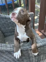 Coco, a female American Bully and American Pit Bull Terrier for sale in Upper Marlboro, MD – 2 of 2