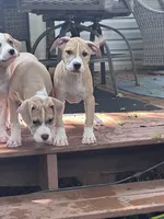 Daisy, a female American Bully and American Pit Bull Terrier for sale in Upper Marlboro, MD – 2 of 7
