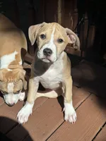 Daisy, a female American Bully and American Pit Bull Terrier for sale in Upper Marlboro, MD – 3 of 7
