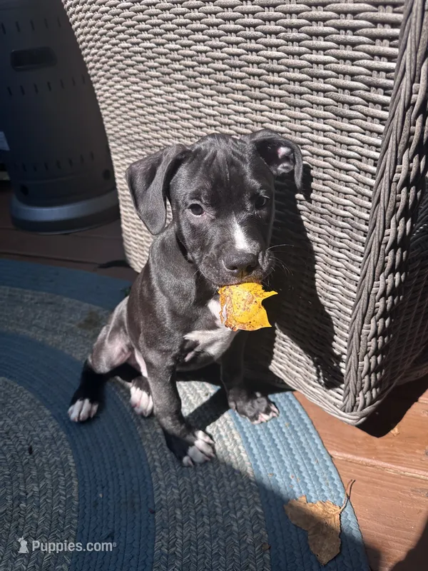 Black Panther – American Bully, American Pit Bull Terrier puppy for sale in Upper Marlboro, MD