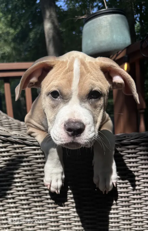 Delilah – American Bully, American Pit Bull Terrier puppy for sale in Upper Marlboro, MD