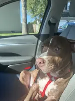 Brownie, a male American Bully and American Pit Bull Terrier for sale in Upper Marlboro, MD – 3 of 4