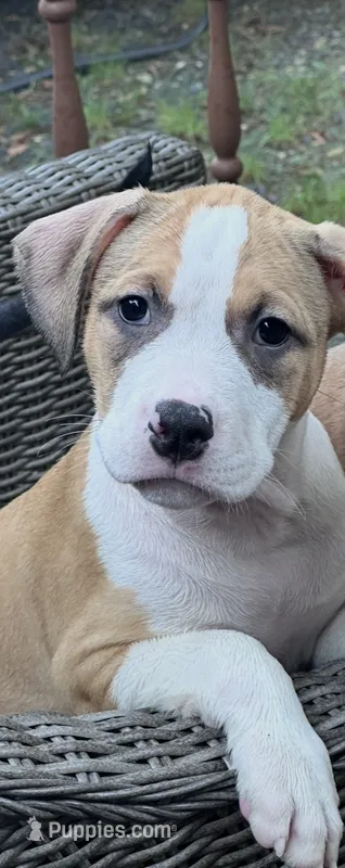 Sasha – American Bully, American Pit Bull Terrier puppy for sale in Upper Marlboro, MD