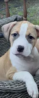 Sasha, a female American Bully and American Pit Bull Terrier for sale in Upper Marlboro, MD – 1 of 3