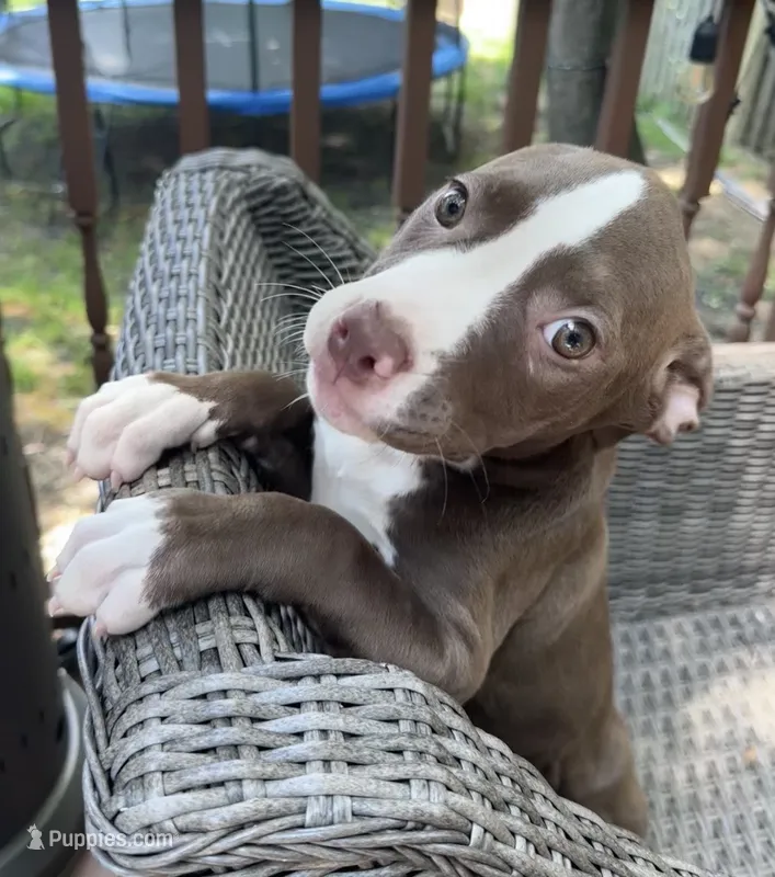 Coco – American Bully, American Pit Bull Terrier puppy for sale in Upper Marlboro, MD