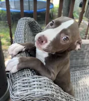 Coco, a female American Bully and American Pit Bull Terrier for sale in Upper Marlboro, MD – 1 of 2