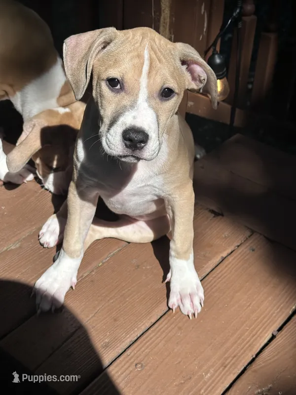 Daisy – American Bully, American Pit Bull Terrier puppy for sale in Upper Marlboro, MD
