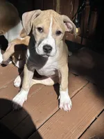 Daisy, a female American Bully and American Pit Bull Terrier for sale in Upper Marlboro, MD – 1 of 7