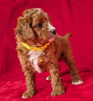 Sam, a male Cavapoo for sale in Brooklyn, NY – 3 of 4