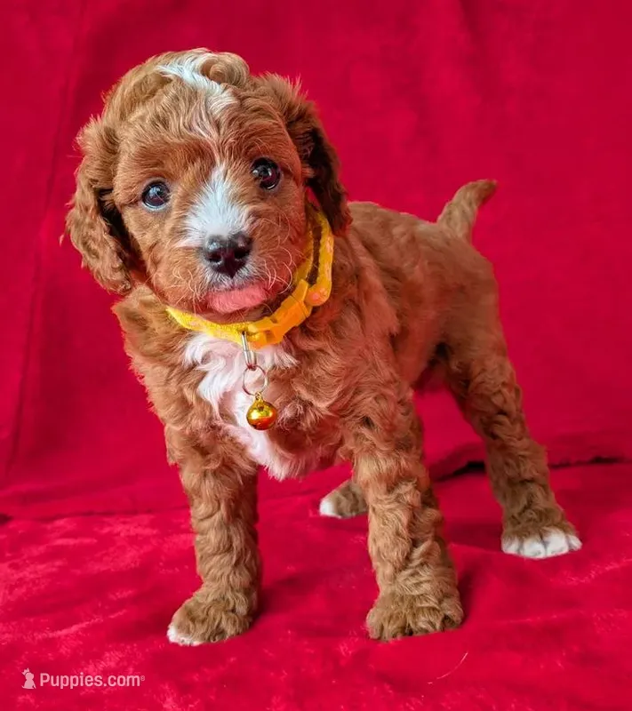 Sam – Cavapoo puppy for sale in Brooklyn, NY