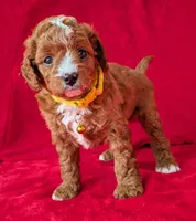 Sam, a male Cavapoo for sale in Brooklyn, NY – 1 of 4