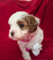 Sally, a female Cavapoo for sale in Brooklyn, NY – 2 of 4