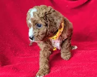 Sam, a male Cavapoo for sale in Brooklyn, NY – 2 of 4