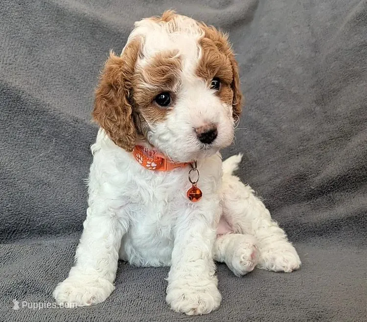 Naya – Cavapoo puppy for sale in Brooklyn, NY