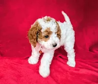 Naya, a female Cavapoo for sale in Brooklyn, NY – 2 of 4