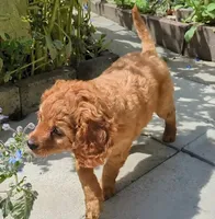 Rafa, a male Cavapoo for sale in Brooklyn, NY – 3 of 4