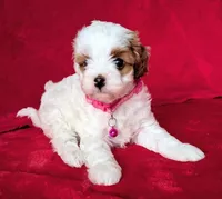 Sally, a female Cavapoo for sale in Brooklyn, NY – 3 of 4
