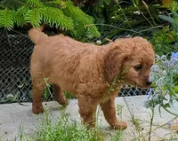 Rafa, a male Cavapoo for sale in Brooklyn, NY – 4 of 4