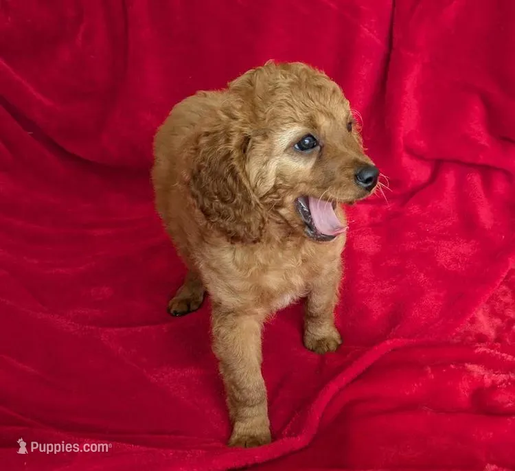 Rafa – Cavapoo puppy for sale in Brooklyn, NY
