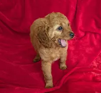 Rafa, a male Cavapoo for sale in Brooklyn, NY – 1 of 4