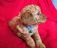 Rafa, a male Cavapoo for sale in Brooklyn, NY – 2 of 4