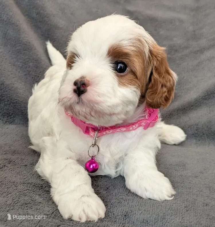 Sally – Cavapoo puppy for sale in Brooklyn, NY