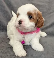 Sally, a male Cavapoo for sale in Brooklyn, NY – 1 of 4