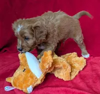 Gavin, a male Cavapoo for sale in Brooklyn, NY – 4 of 4
