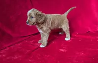 Gavin, a male Cavapoo for sale in Brooklyn, NY – 3 of 4