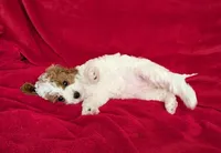 Naya, a female Cavapoo for sale in Brooklyn, NY – 3 of 4
