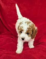 Naya, a female Cavapoo for sale in Brooklyn, NY – 4 of 4