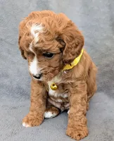 Sam, a male Cavapoo for sale in Brooklyn, NY – 4 of 4