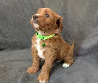 Gavin, a male Cavapoo for sale in Brooklyn, NY – 1 of 4