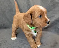 Gavin, a male Cavapoo for sale in Brooklyn, NY – 2 of 4