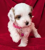 Sally, a male Cavapoo for sale in Brooklyn, NY – 2 of 4