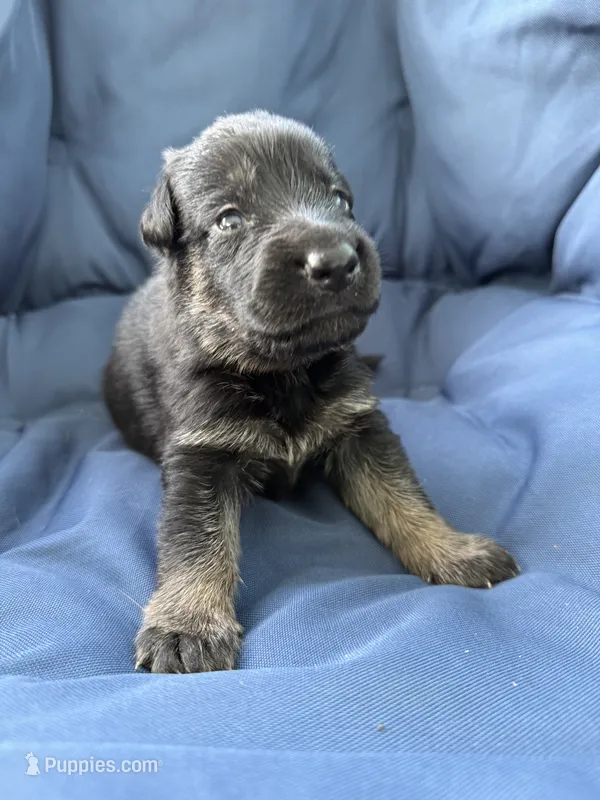 Hook Jr – German Shepherd Dog puppy for sale in Miami, FL