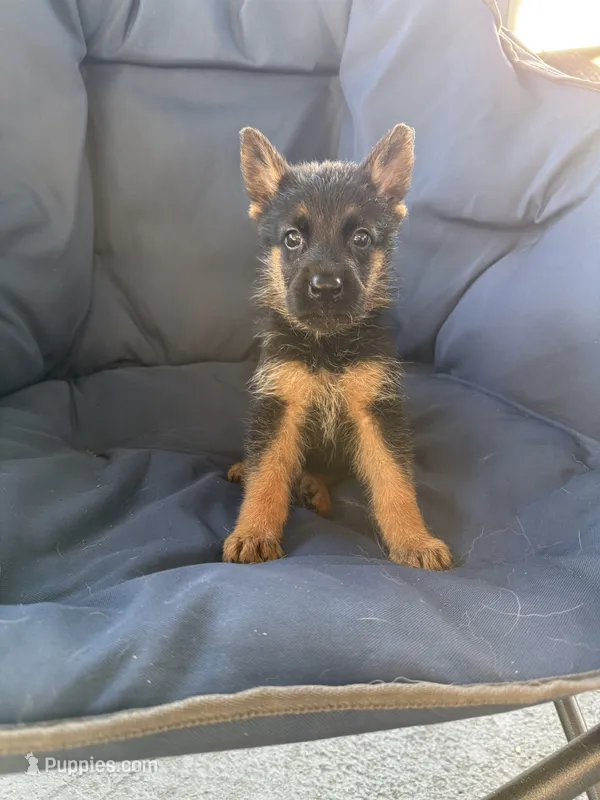 Hook Jr – German Shepherd Dog puppy for sale in Miami, FL