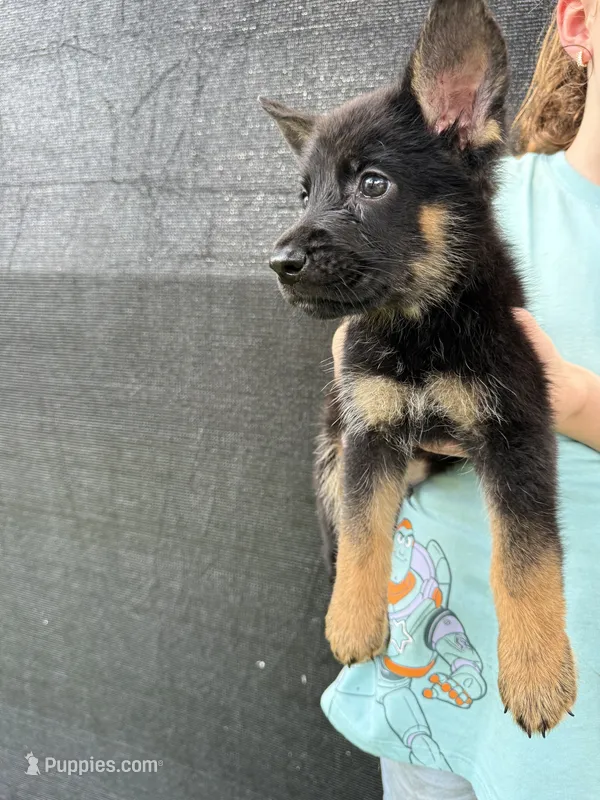 Hook Jr – German Shepherd Dog puppy for sale in Miami, FL