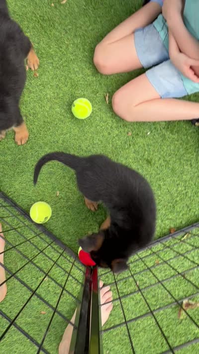 Hook Jr, a male German Shepherd Dog for sale in Miami, FL – 2 of 2