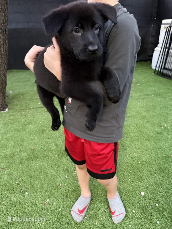 Kiara  – German Shepherd Dog puppy for sale in Miami, FL