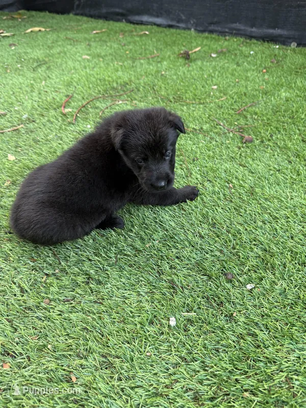 Kiara  – German Shepherd Dog puppy for sale in Miami, FL